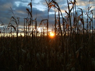 Crots Corn Maze!